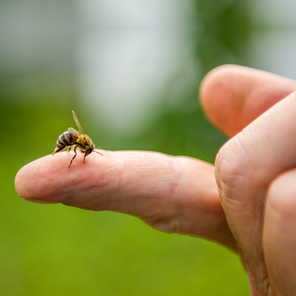Kaj storiti ob piku ose ali čebele?
